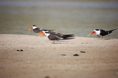 Chambal Nehri 'ndeki Hintli kaypak