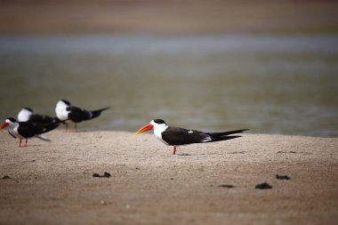 Chambal Nehri 'ndeki Hintli kaypak
