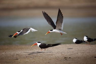 Chambal Nehri 'ndeki Hintli kaypak