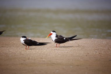 Chambal Nehri 'ndeki Hintli kaypak