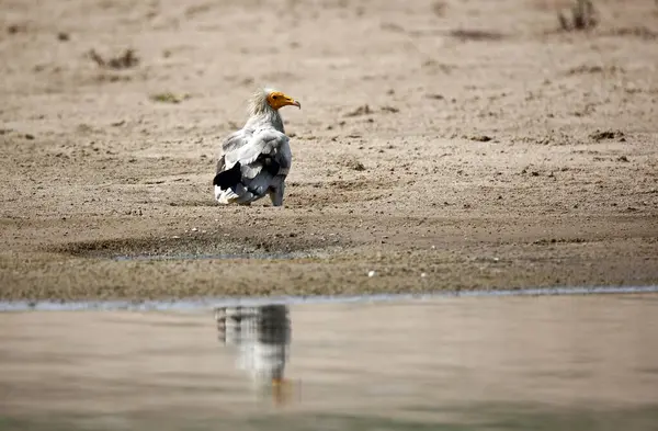 Hindistan 'da Chambal Nehri' ndeki Mısır akbabası.