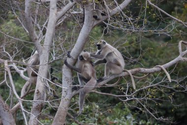 Gülen güvercin ağaçta tünemiş.