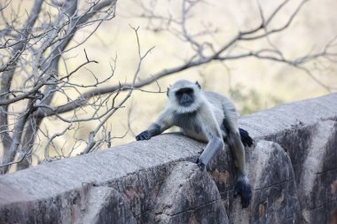 Gülen güvercin ağaçta tünemiş.