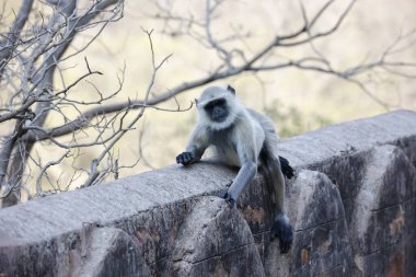 Gülen güvercin ağaçta tünemiş.