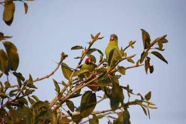 Hint ormanında erik başlı muhabbet kuşu.