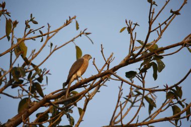 Shikra, Hint ormanındaki bir ağaca tünedi.