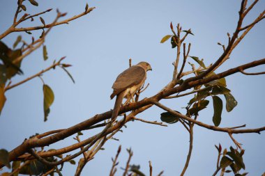 Shikra, Hint ormanındaki bir ağaca tünedi.