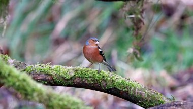 Erkek kestane ağacı ormanda besleniyor.