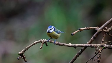 Blue tits feeding in the woods
