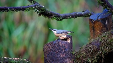 Ormanda yiyecek arayan bir şey yok.