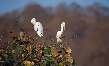 Intermediate egrets at the top of a tree clipart