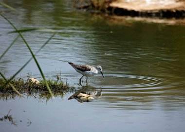 Greenshank Ondia 'da yiyecek arıyor.