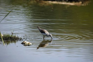 Greenshank Ondia 'da yiyecek arıyor.