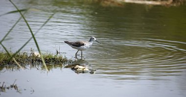 Greenshank Ondia 'da yiyecek arıyor.