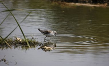 Greenshank Ondia 'da yiyecek arıyor.