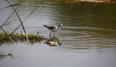 Greenshank Ondia 'da yiyecek arıyor.
