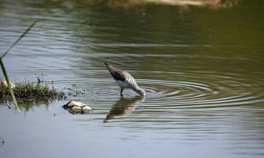 Greenshank Ondia 'da yiyecek arıyor.