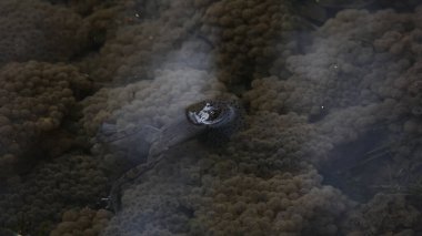 Gölette üreyen kurbağalar.