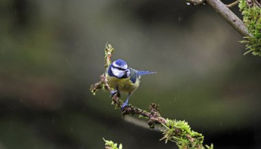 Blue tit perched in the rain