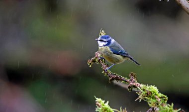 Blue tit perched in the rain