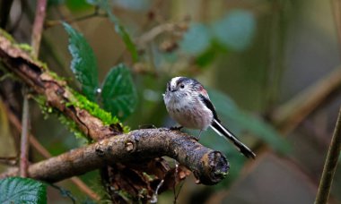 Long tailed tits perched in the rain