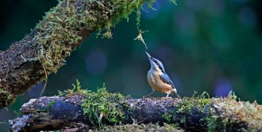 Ormanda beslenen bir şey yok.