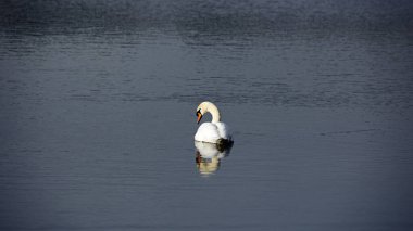 Sessiz bir gölde sessiz bir kuğu
