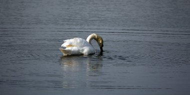 Sessiz bir gölde sessiz bir kuğu