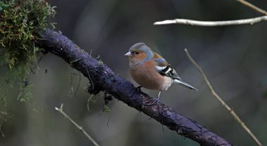 Chaffinch ormanda besleniyor.