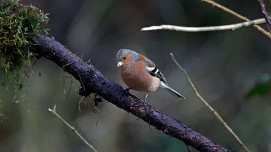 Chaffinch ormanda besleniyor.