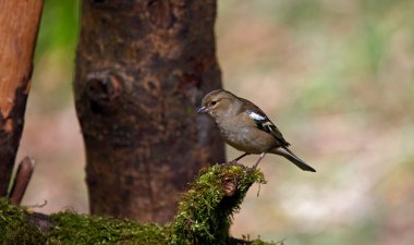 Chaffinch ormanda besleniyor.
