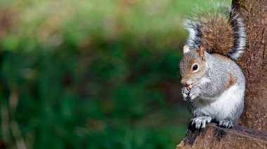 Grey squirrel feeding in the woods clipart