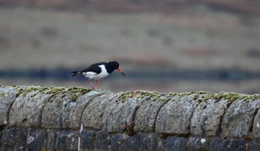 Oystercatcher with a muddy beak on a drystone wall clipart