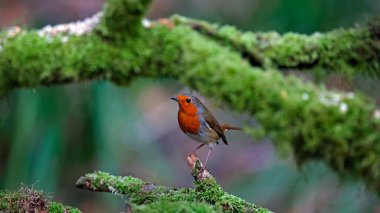 Avrasya bülbülü bir ormanlık alanda