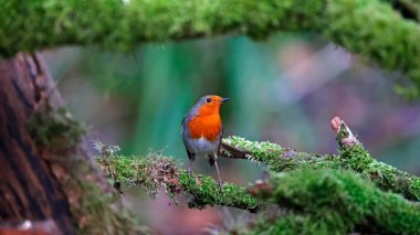 Avrasya bülbülü bir ormanlık alanda