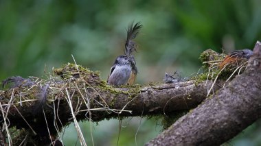 Long tailed tits collecting feathers