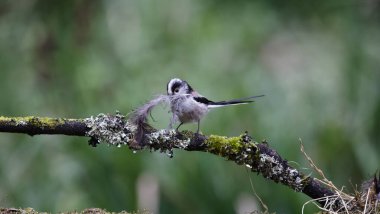 Long tailed tits collecting feathers