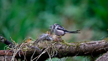 Long tailed tits collecting feathers