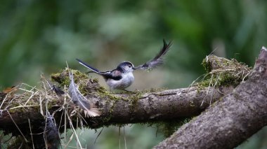 Long tailed tits collecting feathers