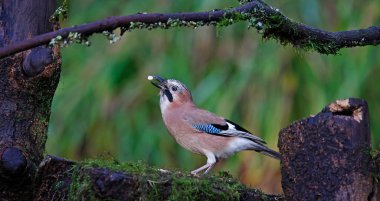 Avrasya jileri ormanda besleniyor.