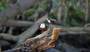 Avrasyalı balıkçılar nehirdeki bir kütükte sergileniyor.