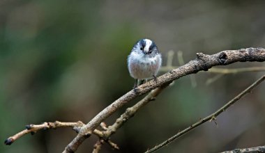 Long tailed tits feeding in the woods