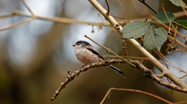 Long tailed tits feeding in the woods
