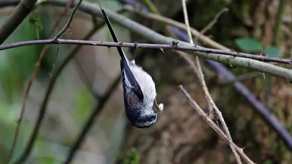 stock image Long tailed tits feeding in the woods