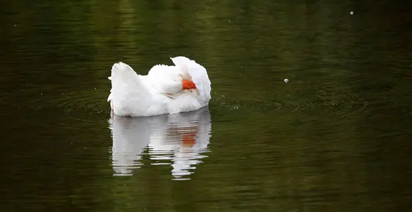 stock image Farmyard goose preening on the pond