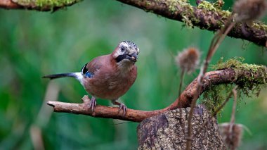 Eurasian jay feeding in the woods clipart