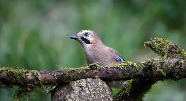 stock image Eurasian jay feeding in the woods