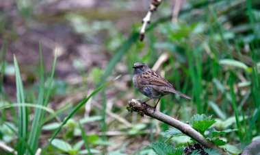 Dunnock feeding in the woods clipart