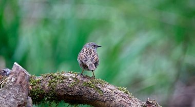 Dunnock ormanda besleniyor.