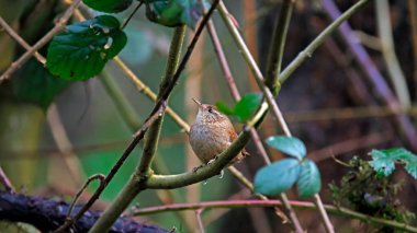 Avrasya çalılıklarında şarkı söyleyen çalıkuşu